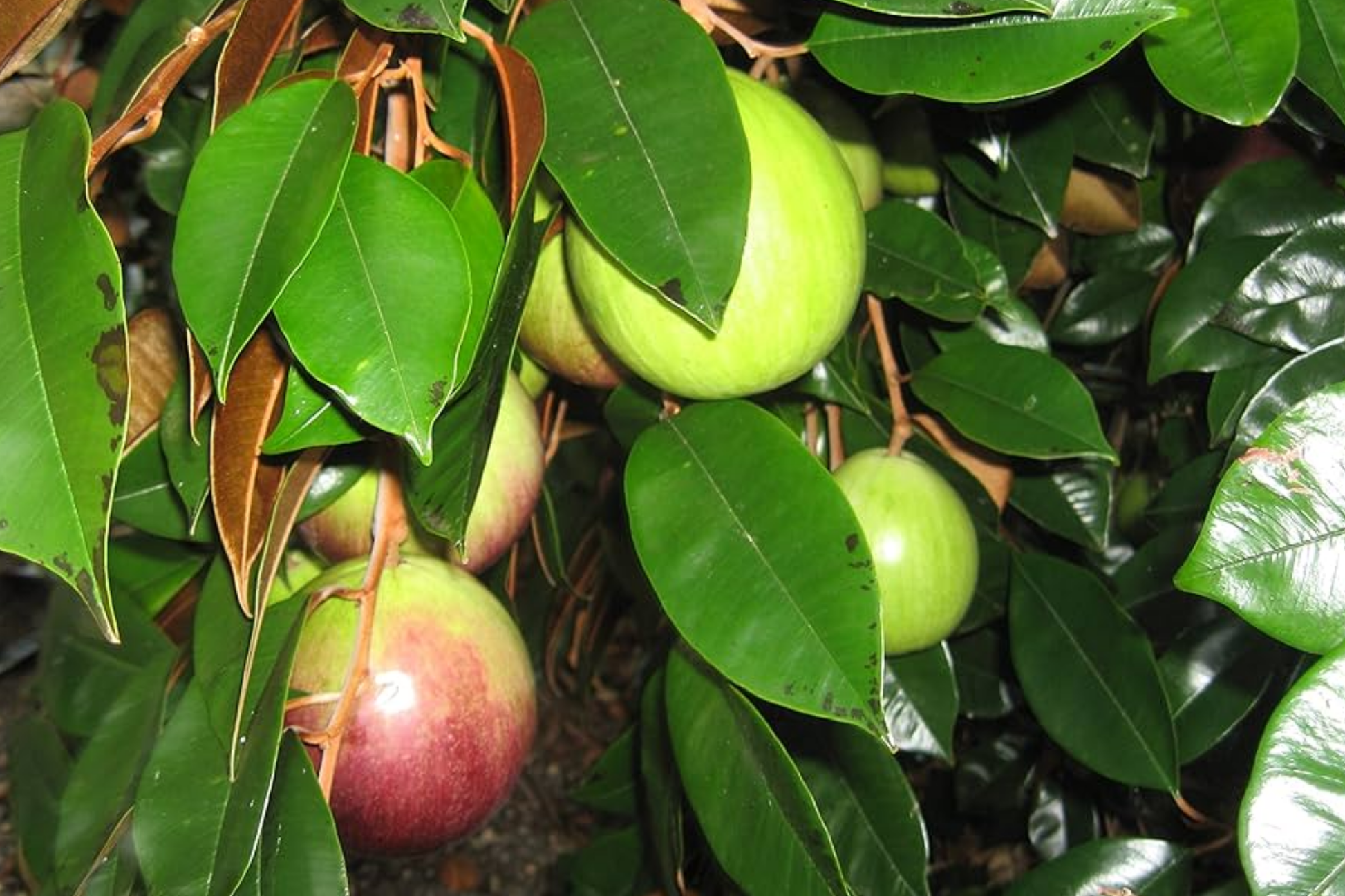 Tropical Star Apple Tree (Chrysophyllum cainito) Starter Plant, 1-2 Feet, Evergreen Fruit Tree with Sweet Starry Fruits