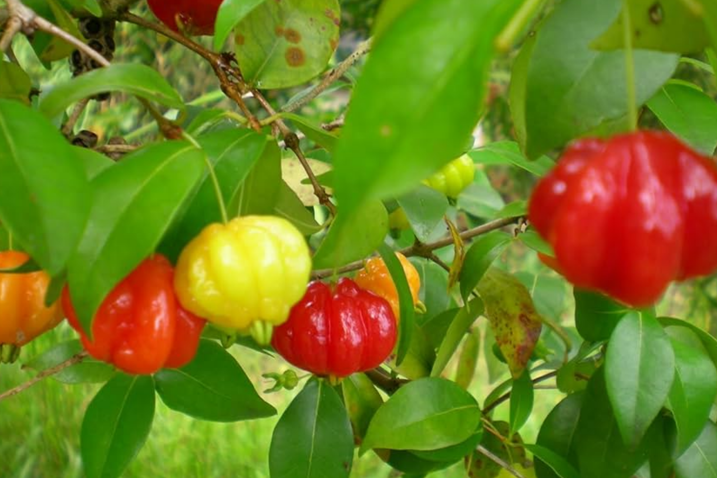 Pitanga Tree 2-3 Feet, Eugenia uniflora, Tropical Fruit Tree with Tangy Juicy Fruits