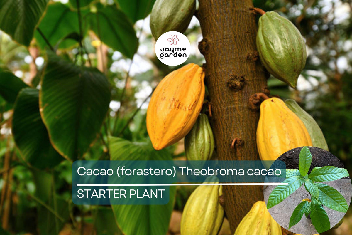 Cacao Tree Starter Plant 1’-2’ Forastero Variety Theobroma cacao - Grow Your Own Chocolate Tree for Home Garden