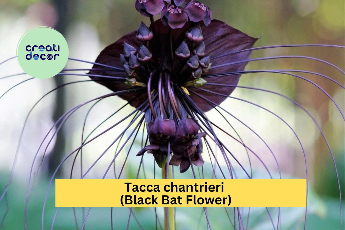 Tacca chantrieri Black Bat Flower Live Rooted Starter Plant Exotic Tropical Perennial