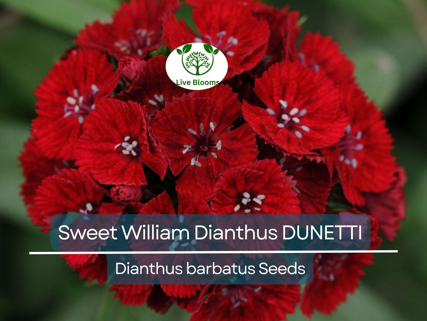 200 Seeds Sweet William Dianthus DUNETTI Red Flowers - Non-GMO, Spring Blooming, Butterfly Attracting