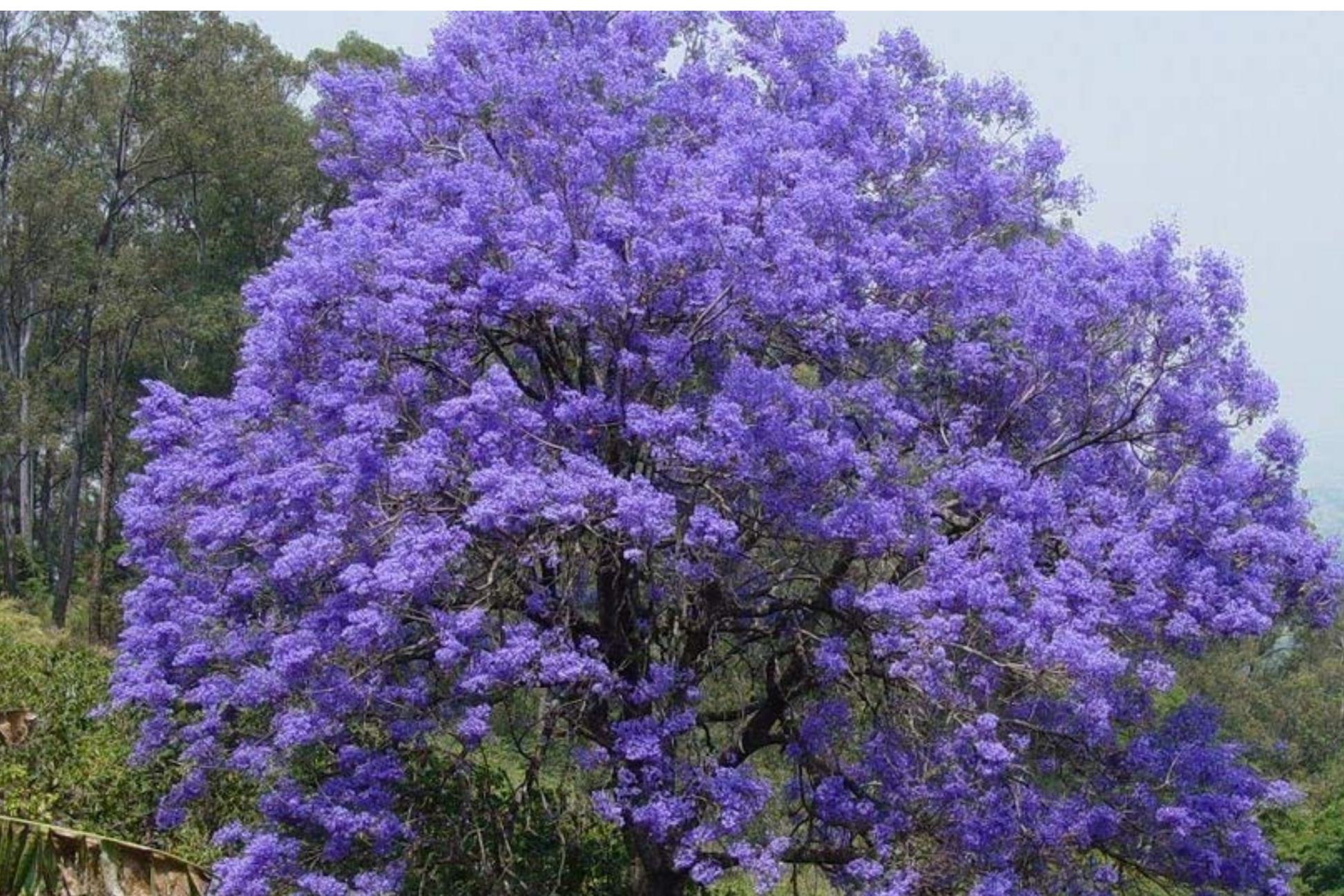 Jacaranda Mimosifolia Starter Plant 8"-18" Exotic Purple Blooms Tropical Garden Tree