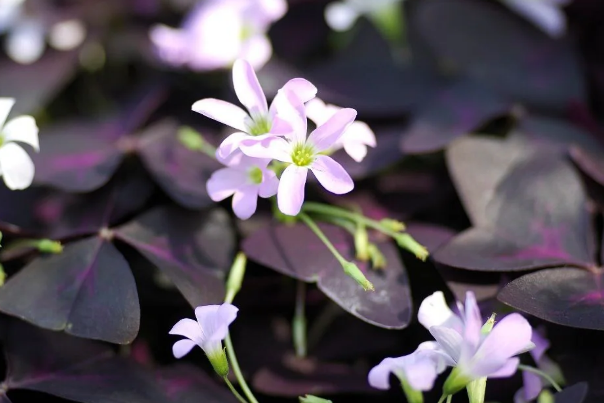 False Shamrock Plant - 10"-20" Oxalis Triangularis with Purple Heart-Shaped Foliage for Indoor & Garden Decor