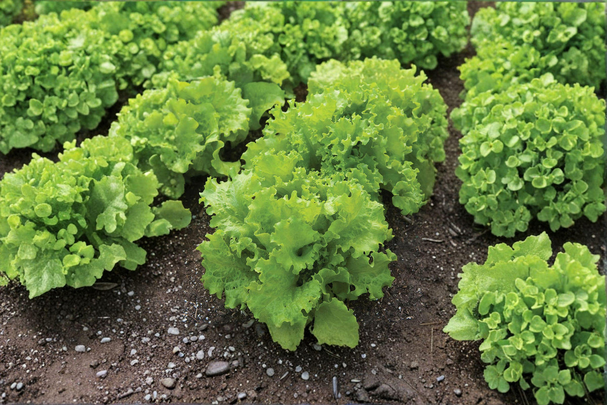 Black Seeded Simpson Lettuce Seeds - 700 Heirloom Seeds | Fast-Growing, Tender Leaves | Lactuca sativa