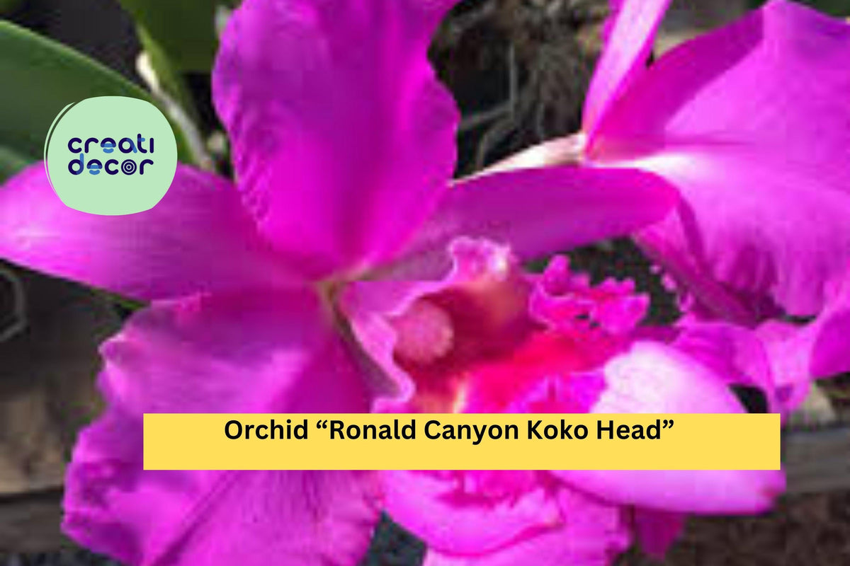 Orchid Plant Ronald Canyon Koko Head | Bare Root Live Seedling | Exotic Indoor Hybrid Orchid