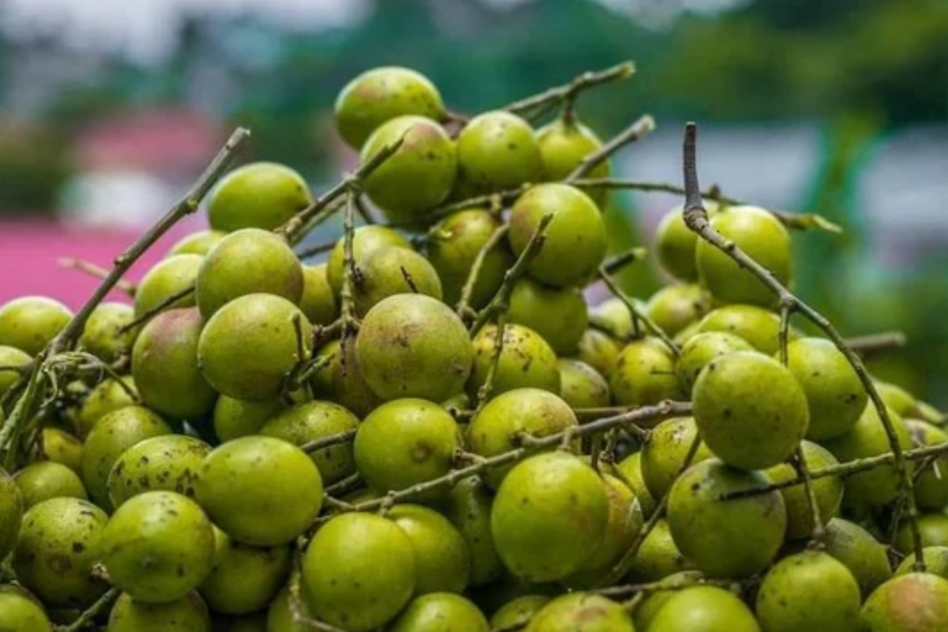 Grafted Spanish Lime Tree 12-24 Inches | Mamoncillo Genip Quenepa Tropical Fruit Tree | Exotic Melicoccus bijugatus