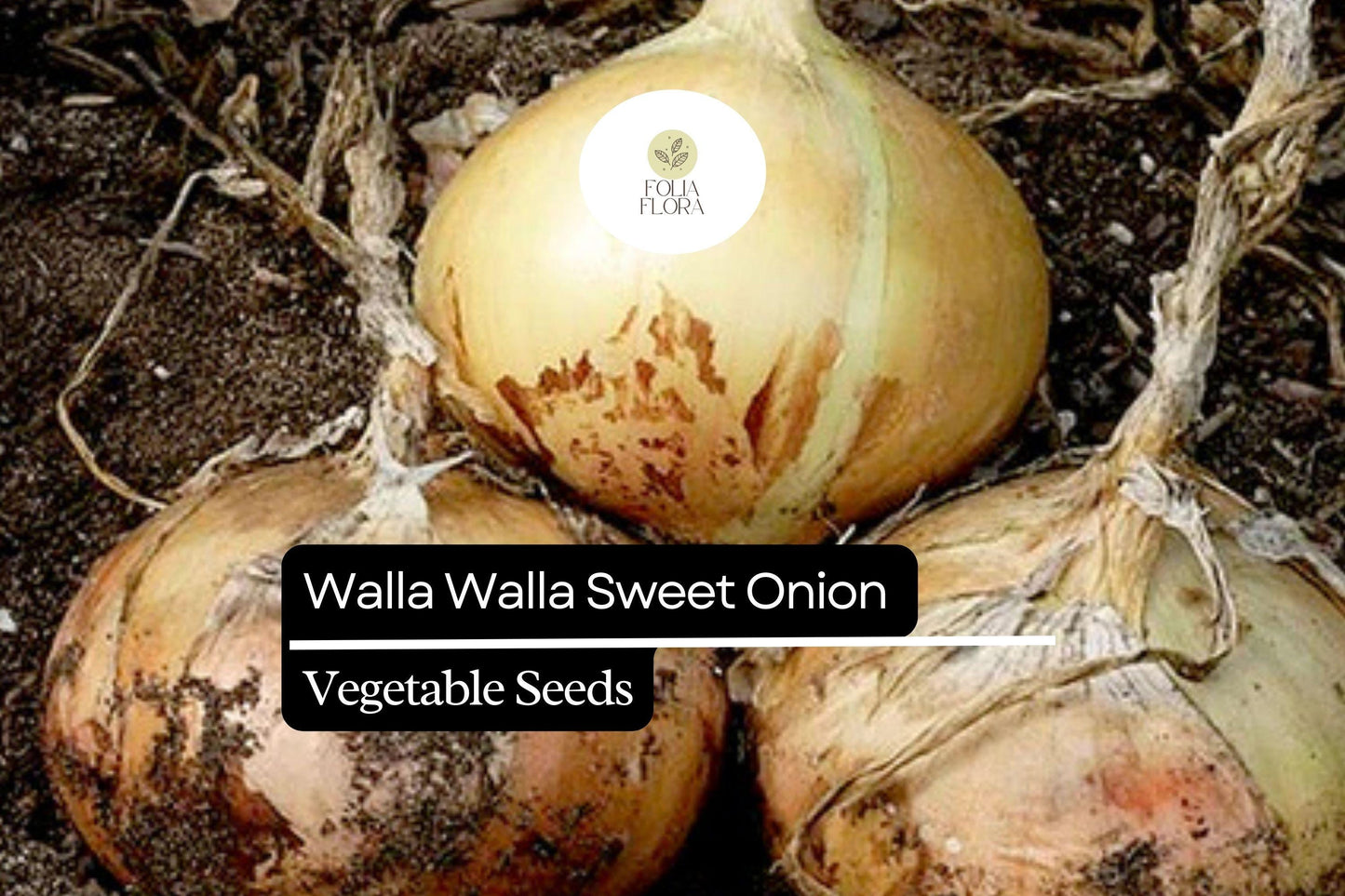 100 Seeds Walla Walla Sweet Onion – Large Mild Onions for Garden and Cooking
