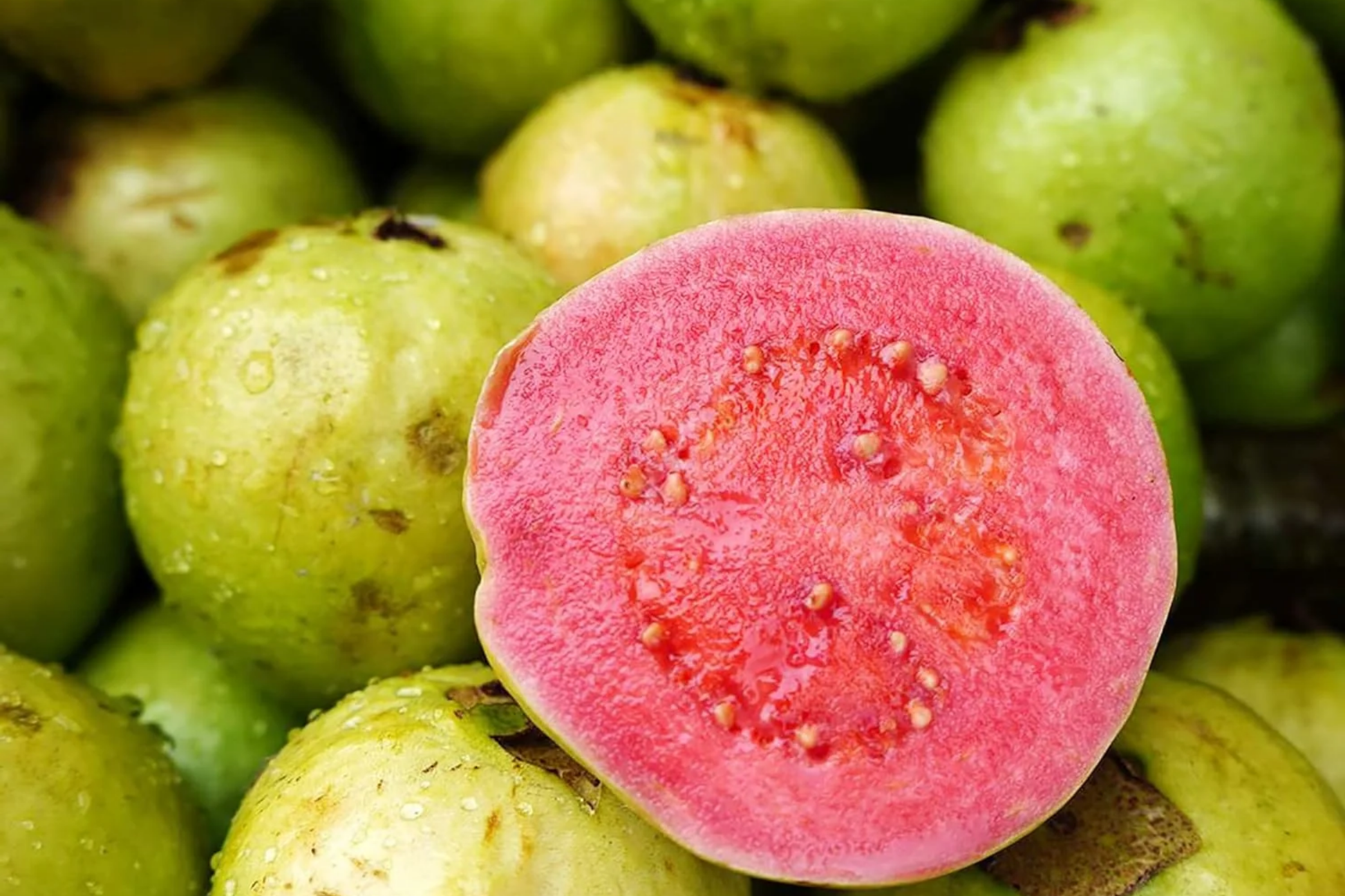 Red Guava Tree Starter Plant 12-24" Psidium guajava Tropical Fruit Tree for Gardens