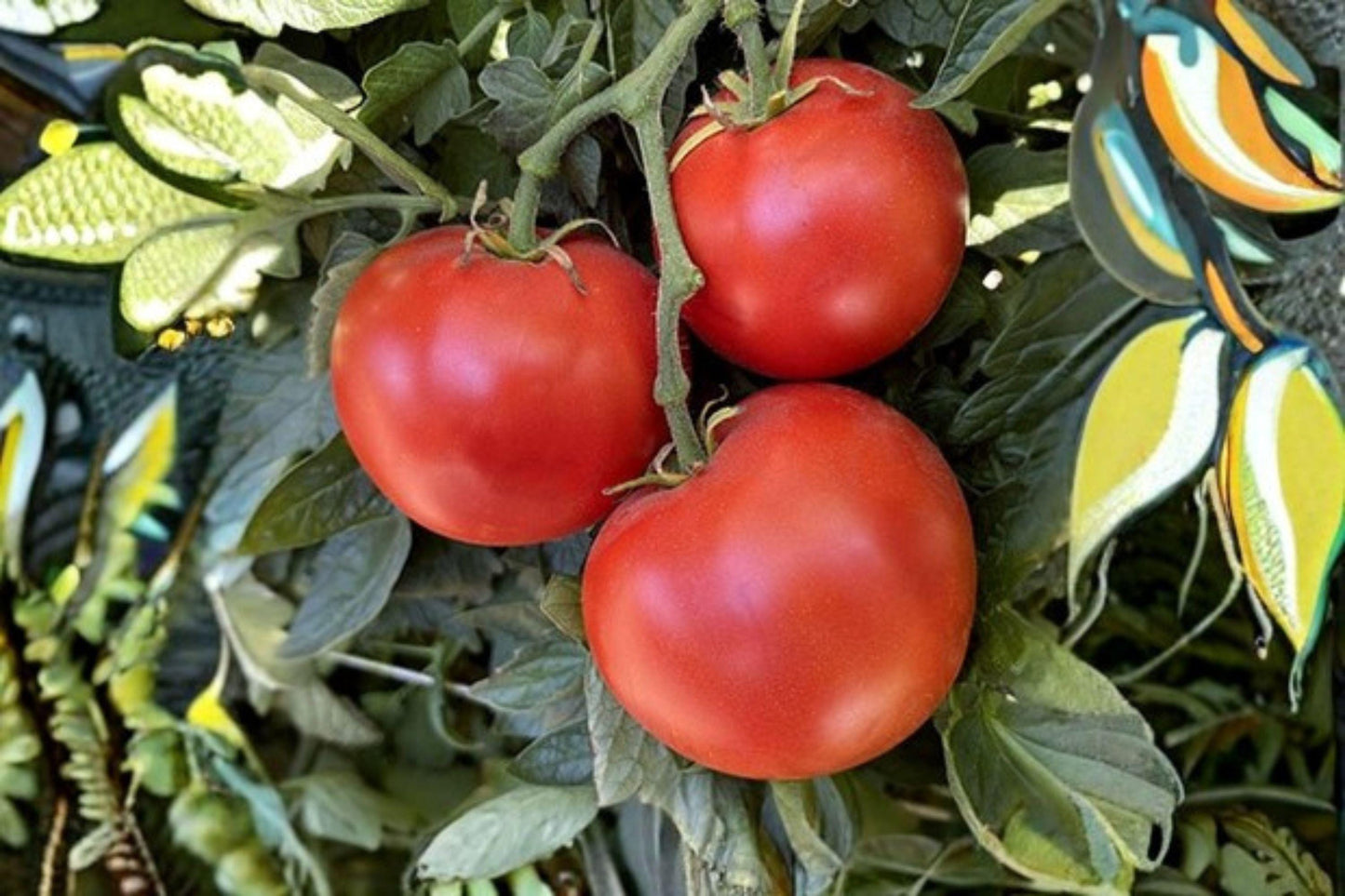 Heirloom Tomato Seeds – Super Sioux, Non-GMO, Drought & Heat Tolerant, 100 mg, for Slicing, Canning & Fresh Eating, Solanum lycopersicum