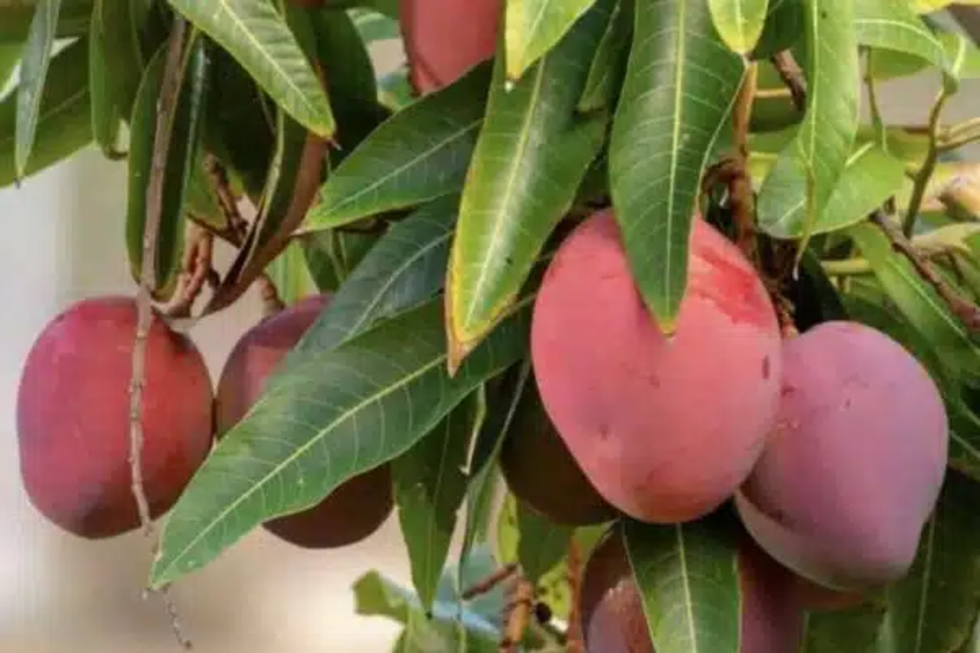 Grafted Mango Haden Tree Starter – Juicy, Sweet & Tangy Tropical Fruit Tree – Mangifera indica for Gardens