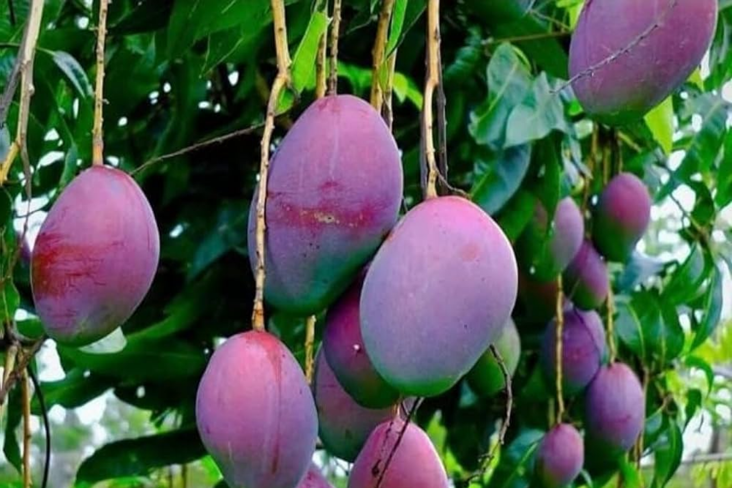 Grafted Palmer Mango Tree Starter – 2'-3' Live Tropical Fruit Tree with Large Juicy Purple Mangoes – Mangifera