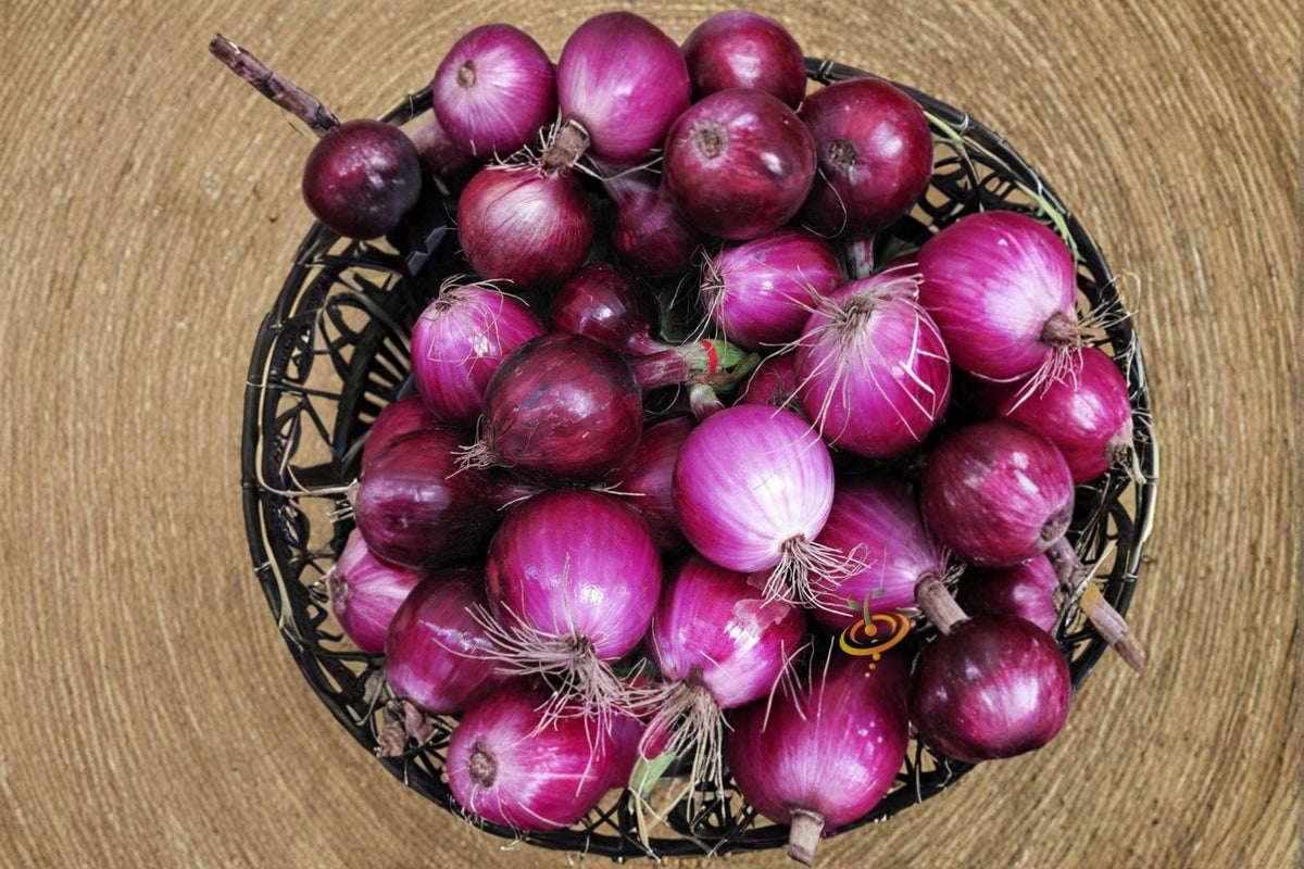 Red Onion Seeds - 50 Heirloom Southport Red Globe Seeds - Allium cepa - Firm Globe Bulbs for Cooking & Storage