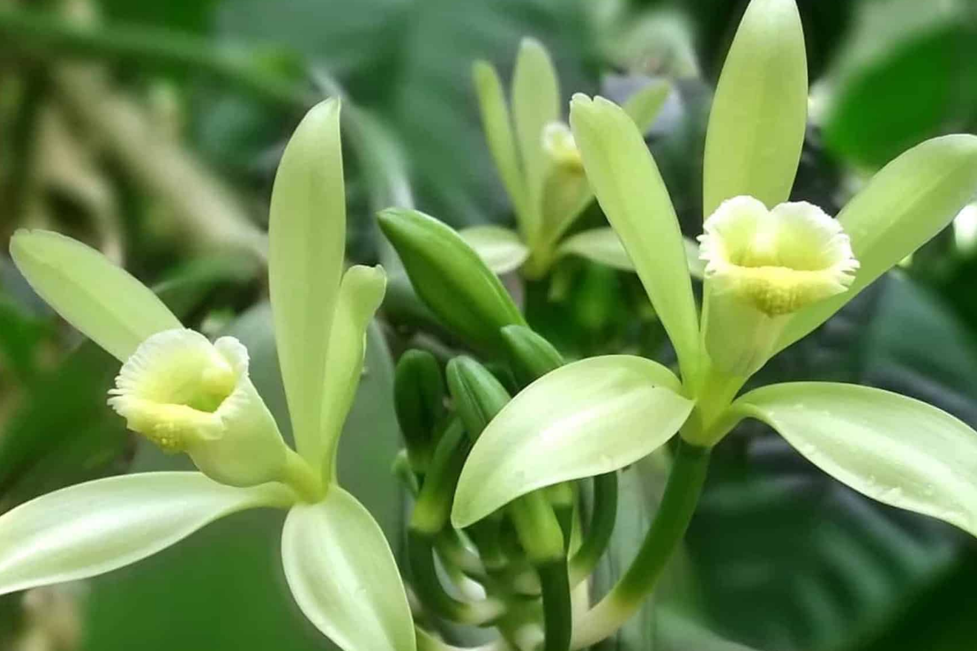 Tahitian Vanilla Orchid Plant Starter Vine | Exotic Floral & Fruity Aroma | Vanilla tahitensis Climbing Plant