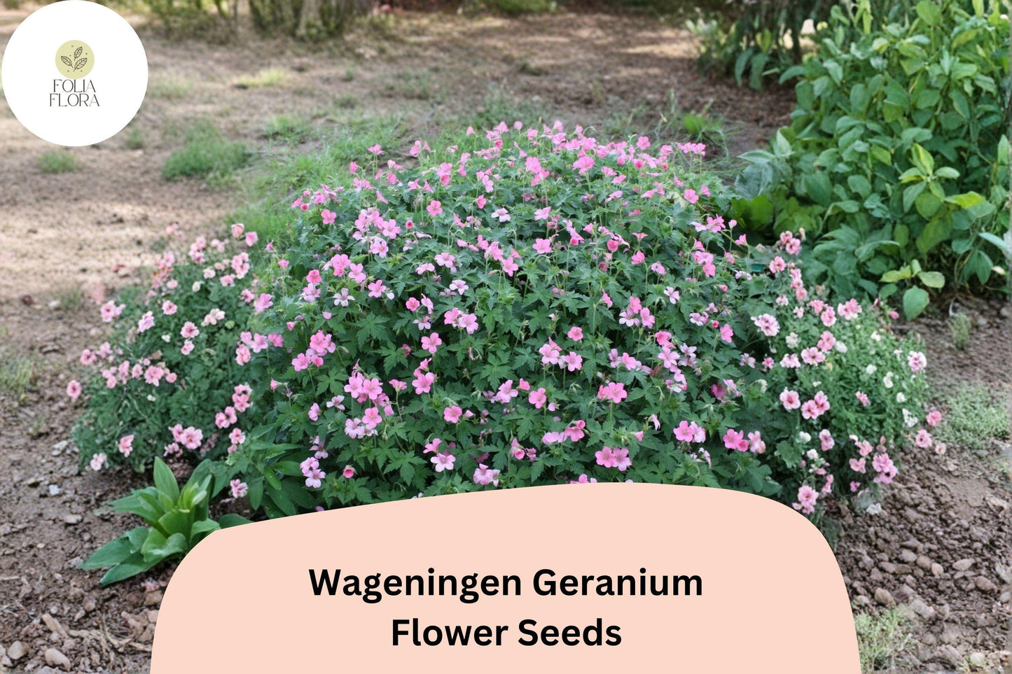 25+ Wageningen Geranium Seeds | Hardy Perennial with Pink Blooms for Garden Beds & Borders