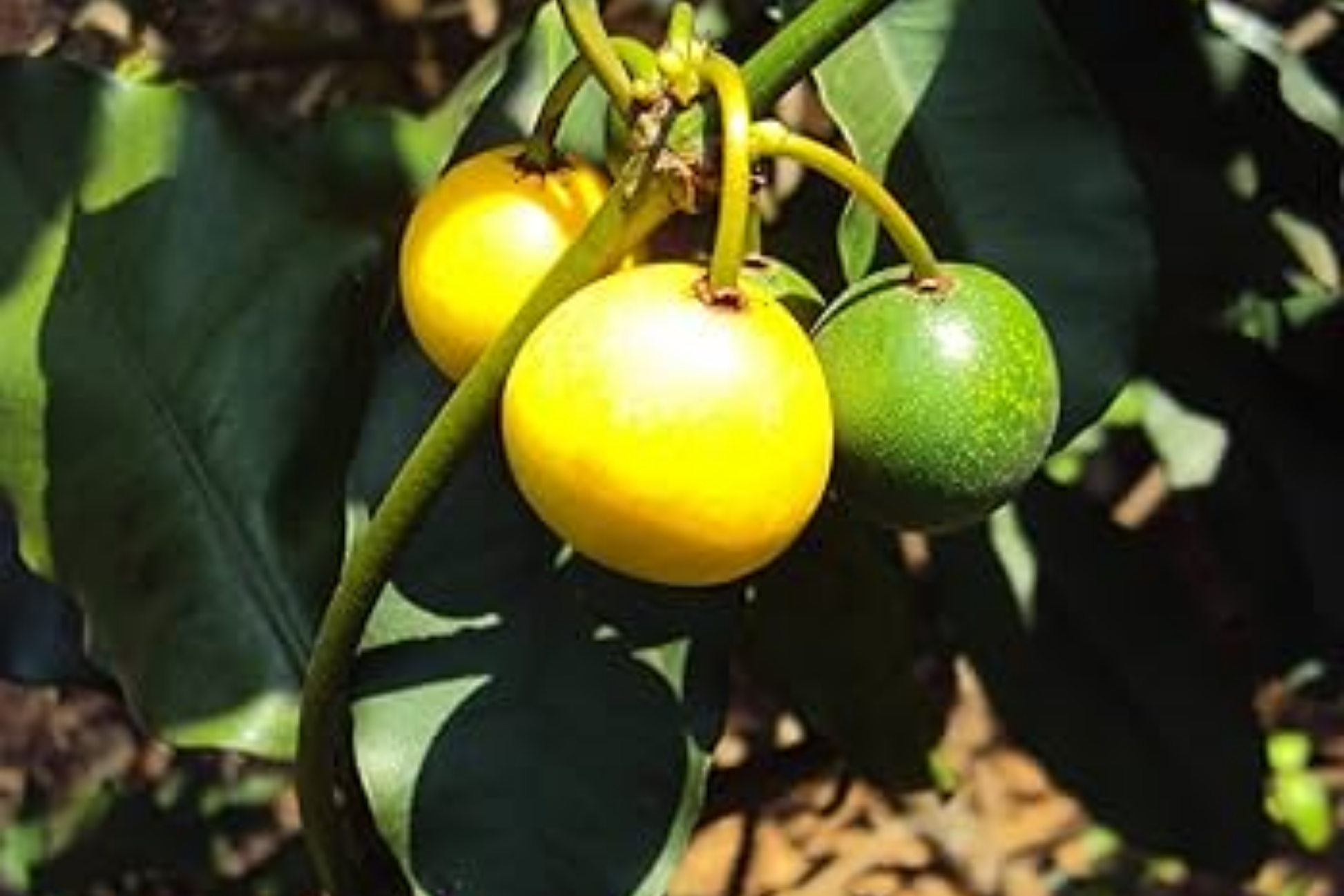 Lemon Drop Mangosteen Tree Live Starter Plant | Garcinia intermedia | Tropical Fruit Tree for Gardens & Culinary Use