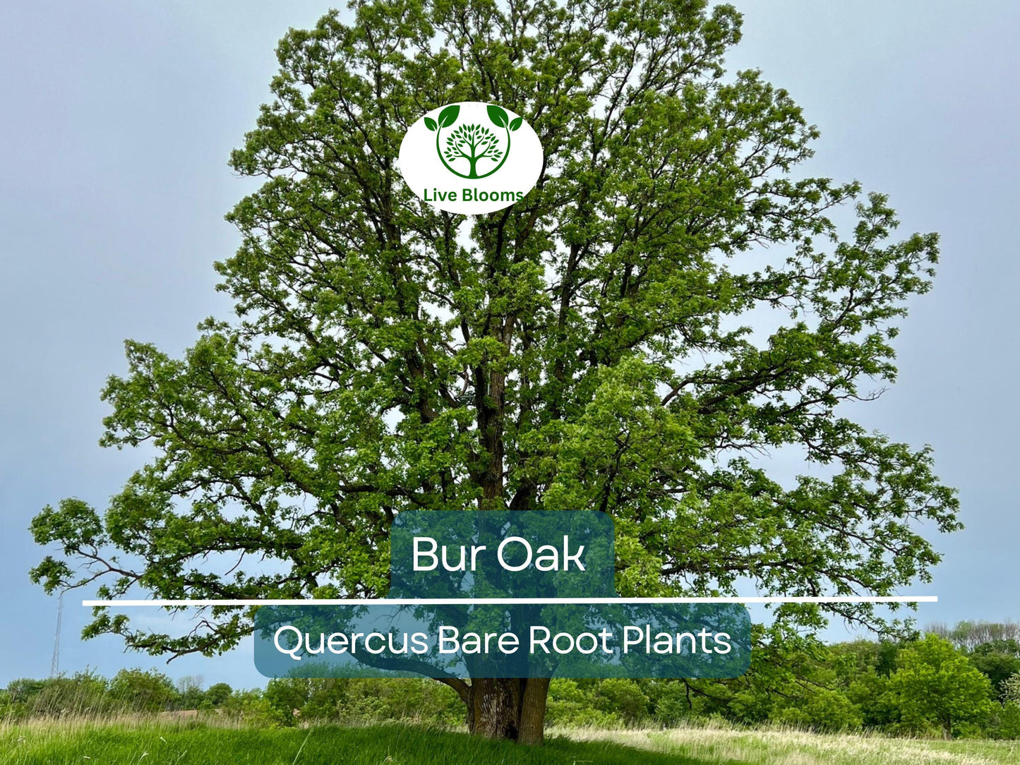 1 Bur Oak Tree – Quercus macrocarpa – Hardy Native Shade Tree with Large Acorns – Zones 3-8