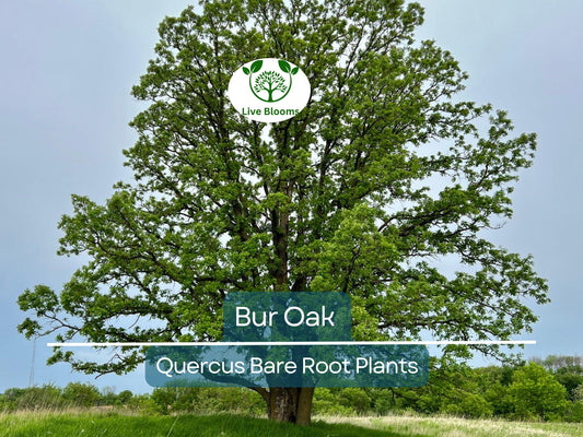 1 Bur Oak Tree – Quercus macrocarpa – Hardy Native Shade Tree with Large Acorns – Zones 3-8