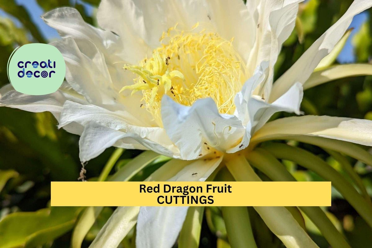 2 Red Dragon Fruit Cuttings Condor Variety 9–14" | Hylocereus Cactus Starter for Sweet Tropical Fruits