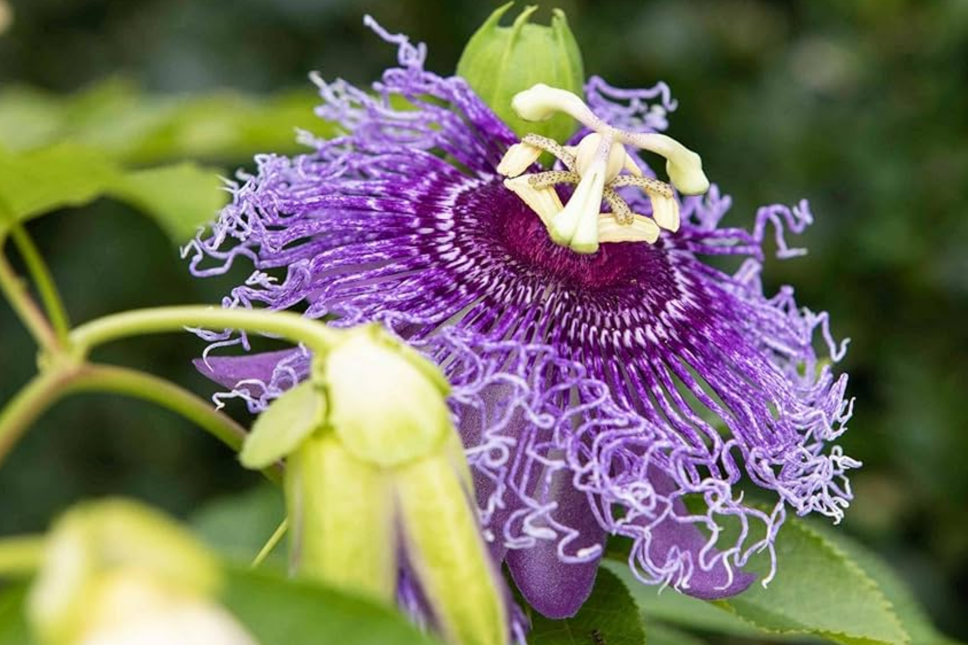 Purple Passion Fruit Plant Starter - Passiflora edulis, Tropical Edible Vine, 10-12" Live Plant for Garden & Culinary Use