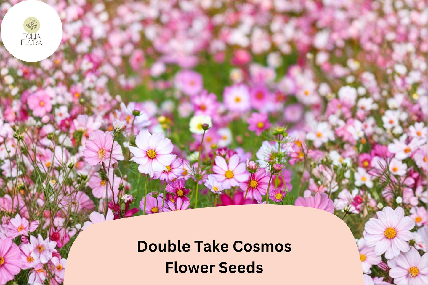 200+ Double Take Cosmos Seeds | Cosmos Bipinnatus Double Petal Mix | Pollinator-Friendly Garden Flowers