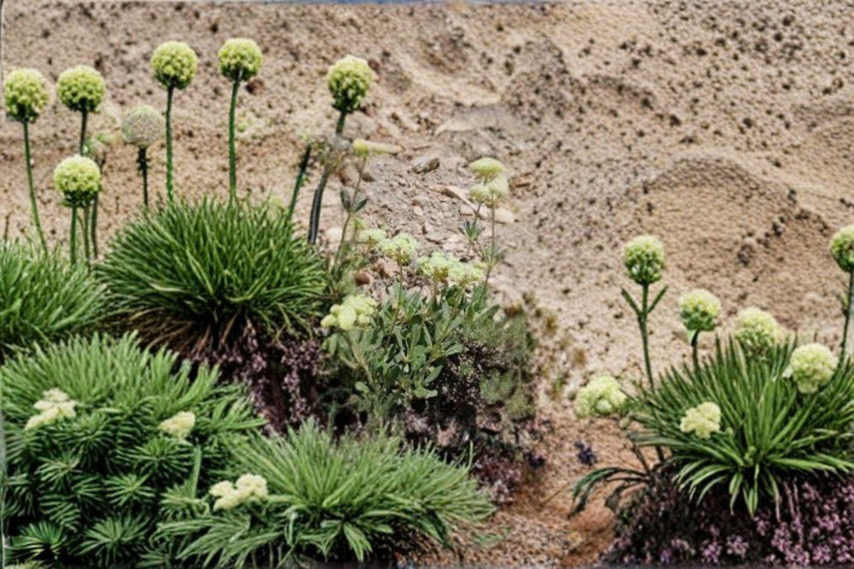 Parsnipflower Wild Buckwheat Seeds - 50 Count Eriogonum heracleoides - Drought-Tolerant Native Perennial for Pollinator Gardens