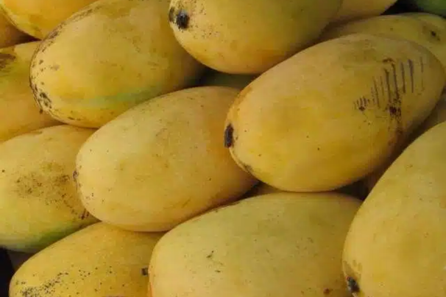 Grafted Mango Pineapple Tree Live Plant | 3-4 ft | Tropical Mango-Pineapple Flavor | Easy Care for USDA Zones 9-11