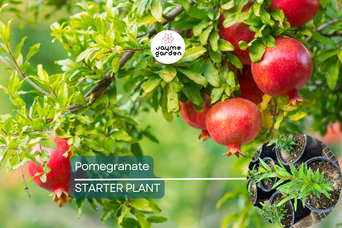 Pomegranate Tree 10”-24” Tropical Starter Plant Punica granatum | Hardy, Drought-Tolerant Fruit Tree for Gardens and Containers