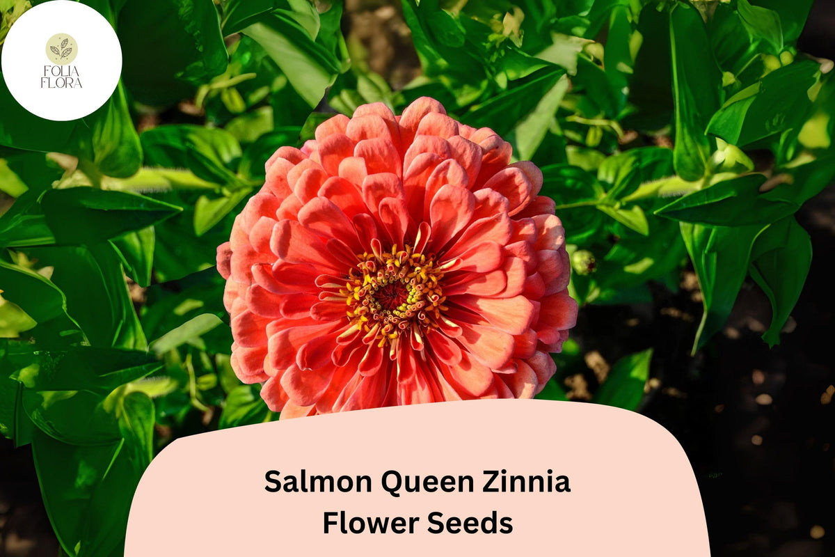 100+ Salmon Queen Zinnia Seeds | Soft Pink-Orange Blooms | Zinnia elegans | Pollinator Friendly Cut Flowers