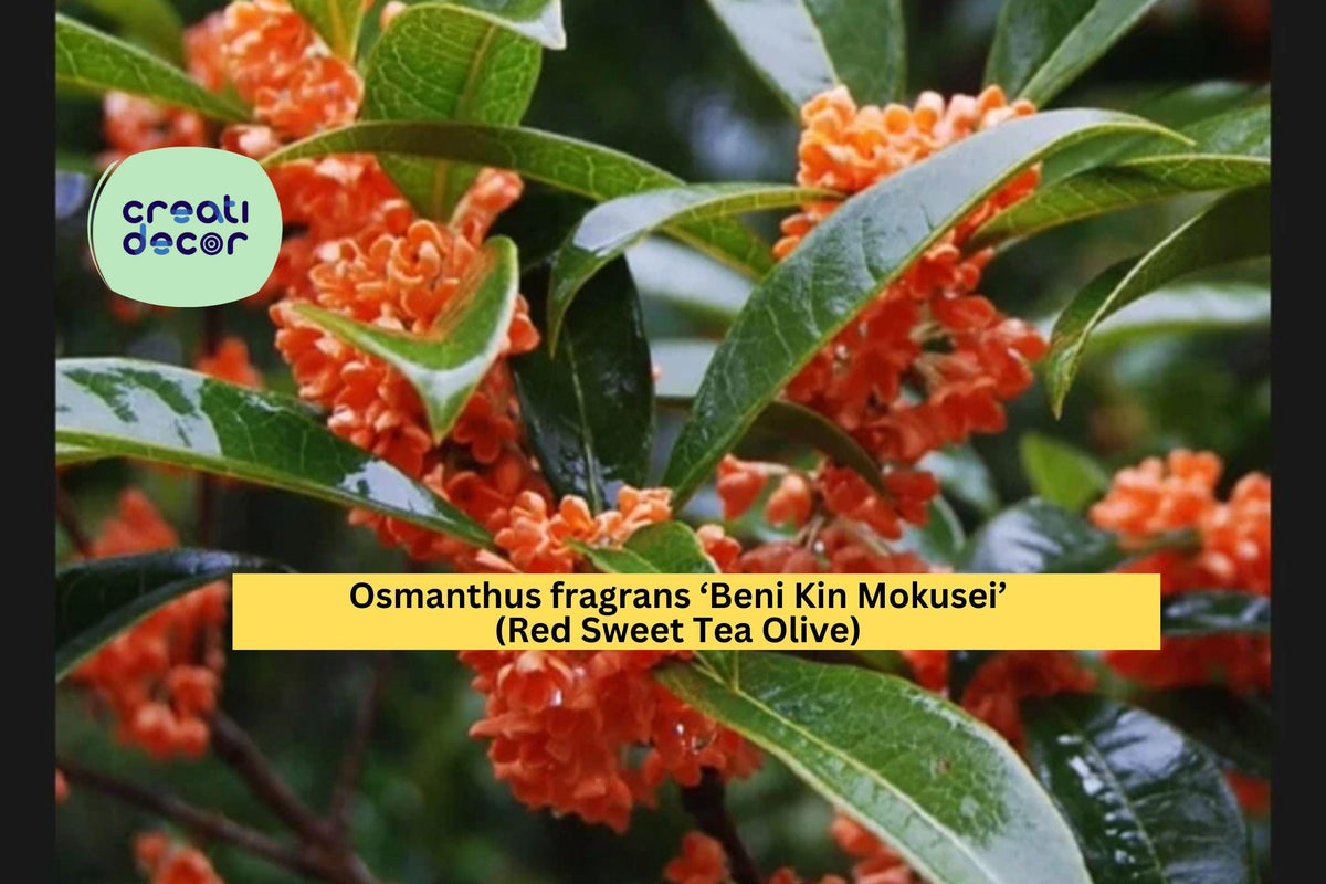 Rooted Evergreen Shrub - Osmanthus fragrans ‘Beni Kin Mokusei’ - Red Sweet Tea Olive - Fragrant Fall Flowers