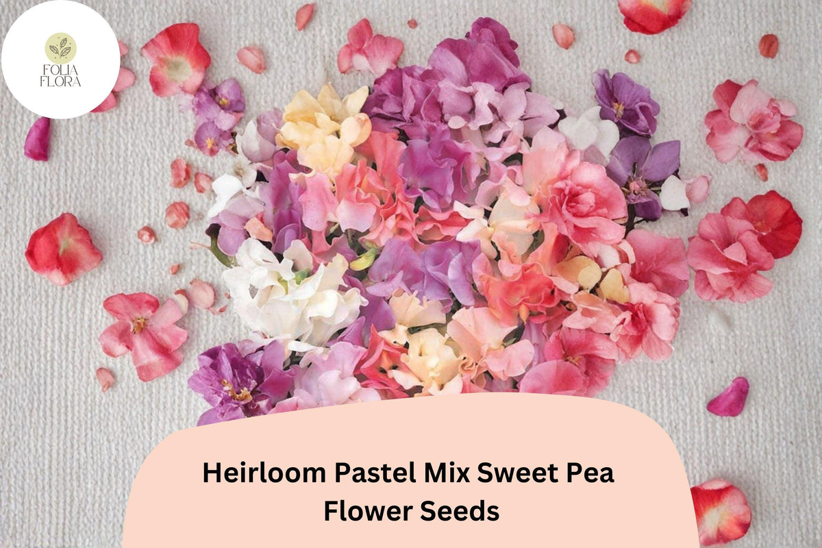 Heirloom Sweet Pea Seeds - Pastel Mix (50+ Seeds) Lathyrus odoratus - Pink, Lavender, White Climbing Vine for Gardens