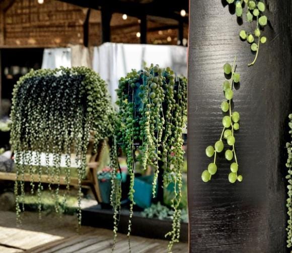 String of Pearls Cuttings 4-5" Trailing Succulent Senecio rowleyanus Unrooted Healthy Plant Cuttings for Hanging Baskets