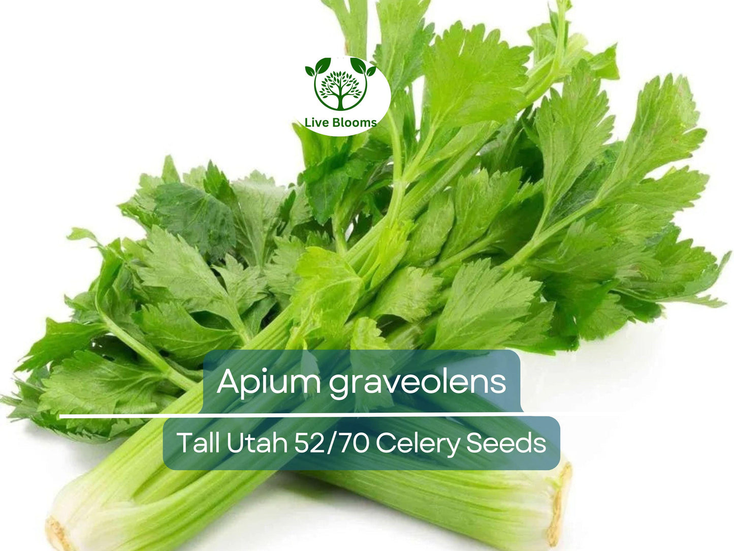 2500 Seeds Celery Tall Utah 52/70 - Heirloom Apium graveolens for Crisp, Flavorful Stalks