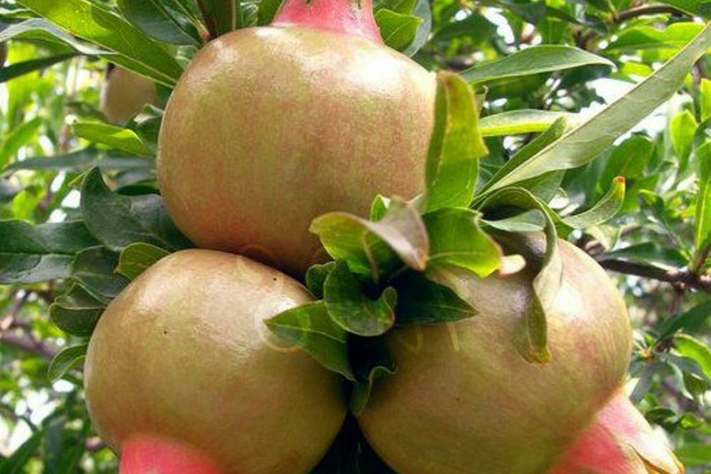 White Pomegranate Tree Live Starter Plant 12-24" | Drought-Tolerant Tropical Fruit Tree | USDA Zones 7-11