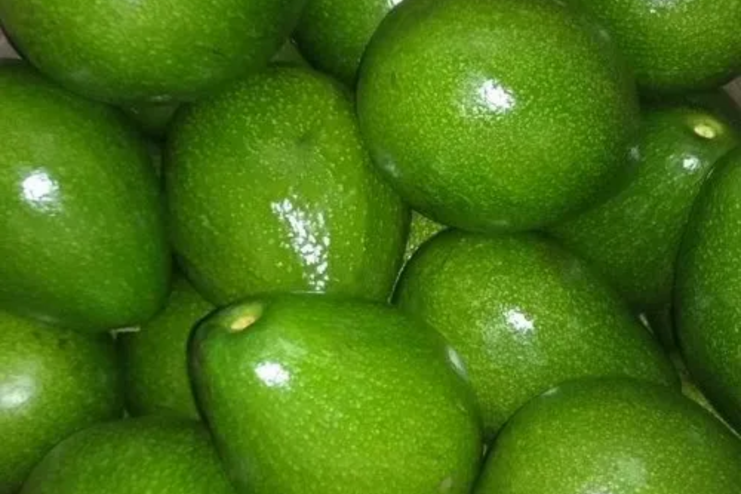 Grafted Don Ramon Avocado Tree Starter Plant | Fast Fruiting Tropical Variety | Creamy, Delicious Fruit | Persea americana