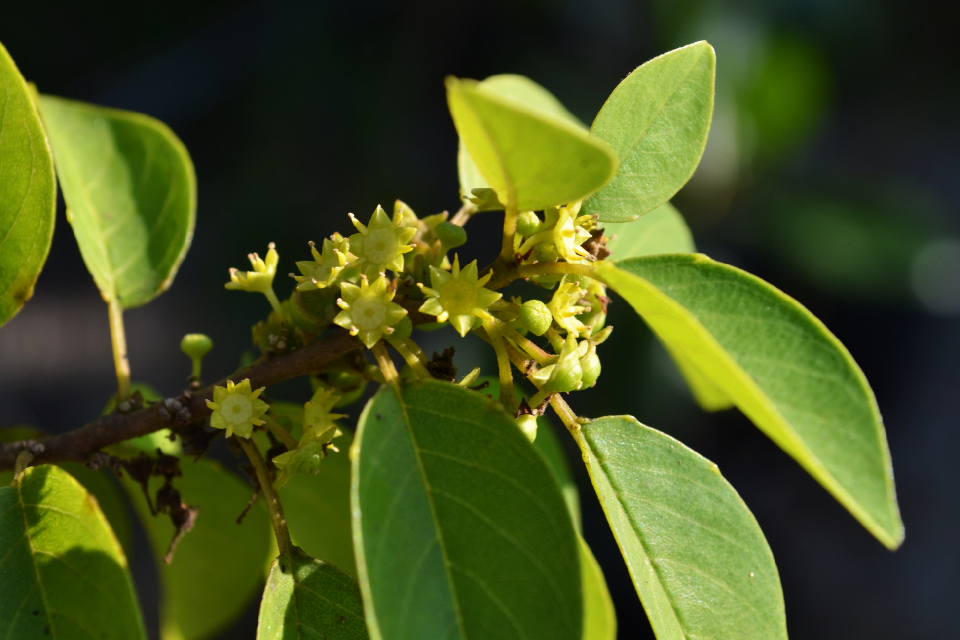 Soldierwood Tree Starter Plant 12-24" | Colubrina elliptica Wildlife-Friendly Tropical Evergreen for Coastal Gardens