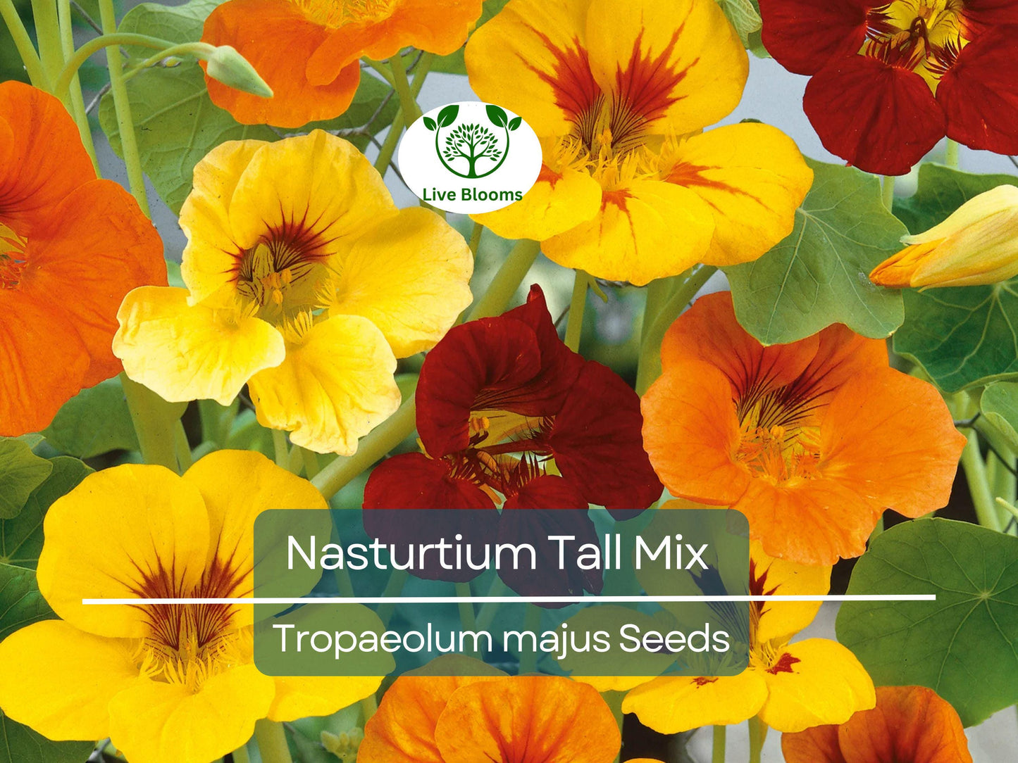25 Seeds Nasturtium Tall Mix - Heirloom Non-GMO Edible Flowers in Mixed Colors for Gardens & Culinary Use
