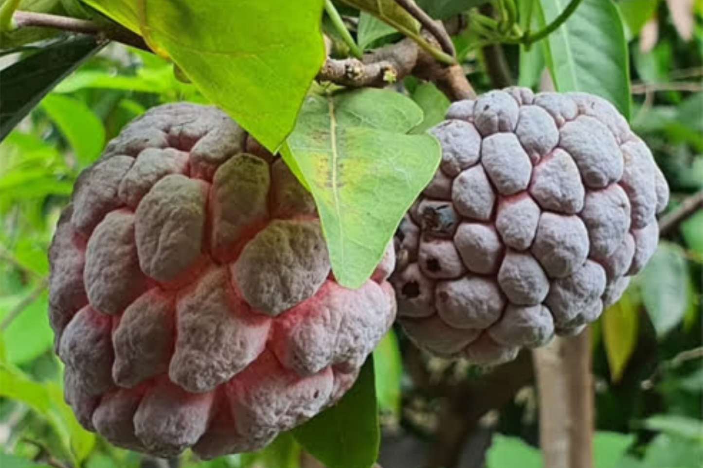Red Sugar Apple Tree Live Fruit Tree 3-4 ft, Tropical Fruit Tree, Annona squamosa, Easy Care, Flowering Soon, USDA Zones 9-11