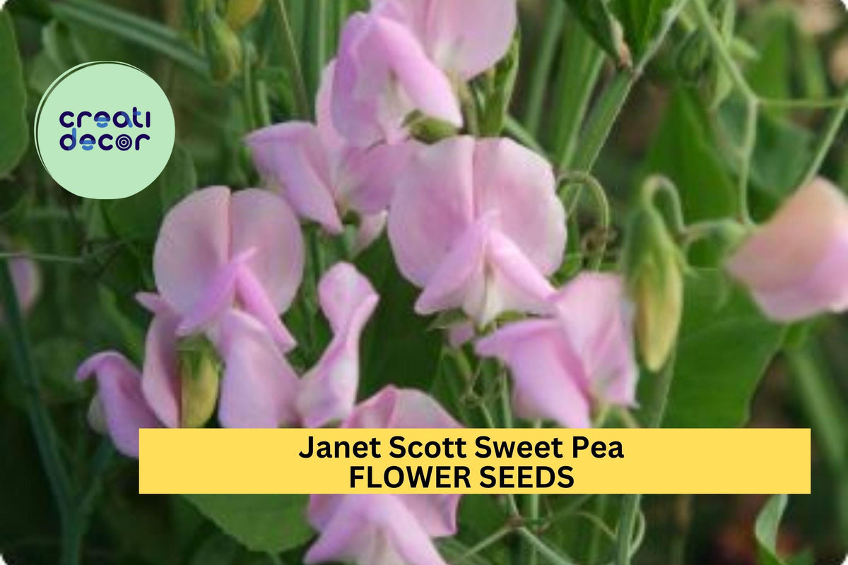 50+ Janet Scott Sweet Pea Seeds – Fragrant Rose-Pink Climbing Vines for Trellises & Bouquets