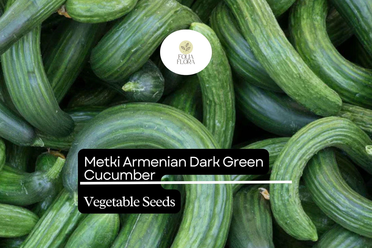 30 Seeds Metki Armenian Dark Green Cucumber – Sweet, Crisp Heirloom Cucumis melo