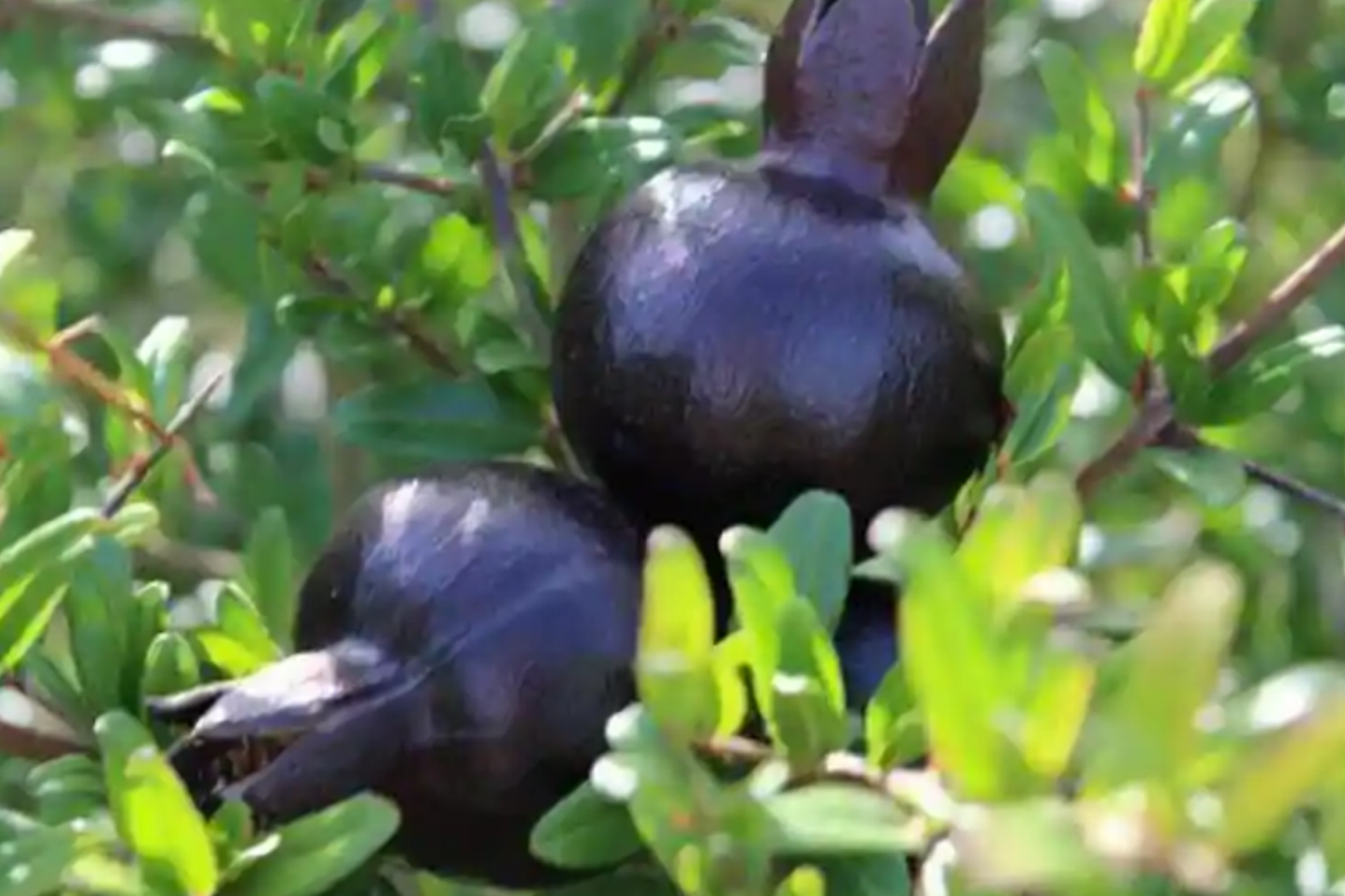 Black Pomegranate Tree Live 1-2 ft Starter Plant | Tropical Fruit Tree | Antioxidant-Rich Edible Fruit | Easy Care Garden Plant