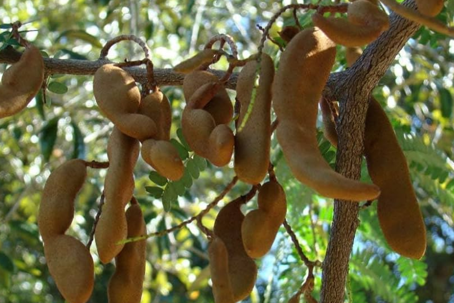 Sour Tamarind Tree Live Starter Plant 1-2 ft Tamarindus indica Tropical Fruit Drought-Tolerant