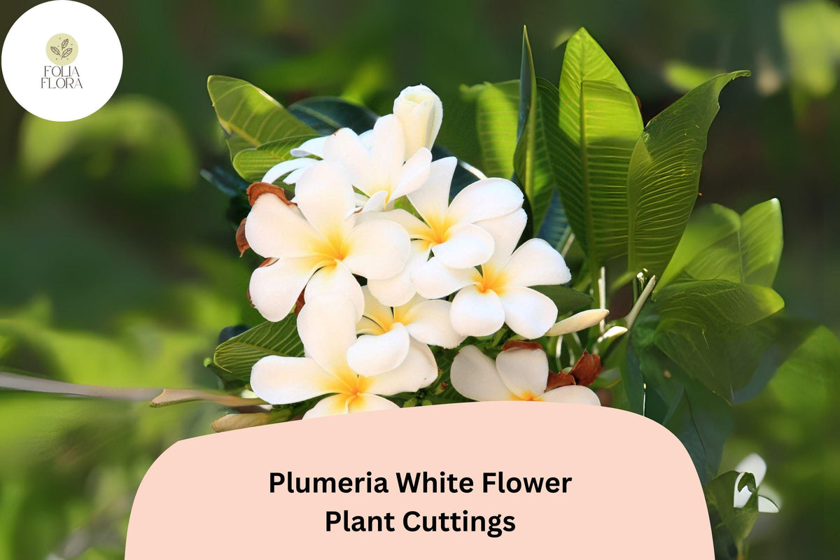 White Plumeria Cuttings - 3 Live 6” Frangipani Cuttings - Tropical Flowering Plant for Garden & Patio - Plumeria rubra