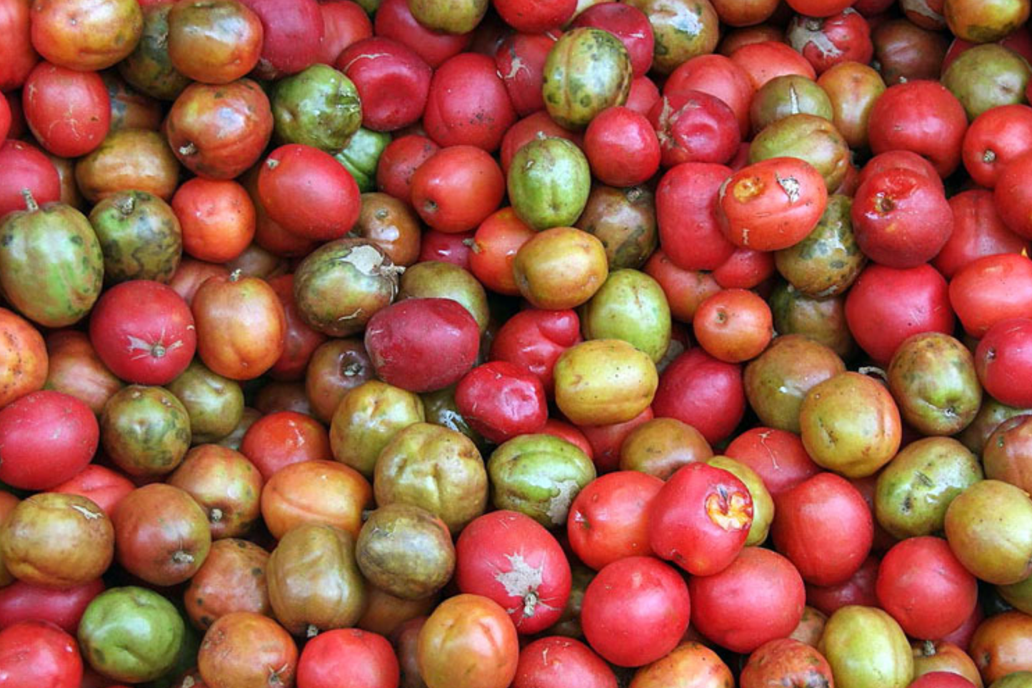 Red Mombin Live Tree 12-24 Inches | Spondias purpurea Tropical Fruit Tree | Drought-Tolerant, Hardy, Container-Friendly