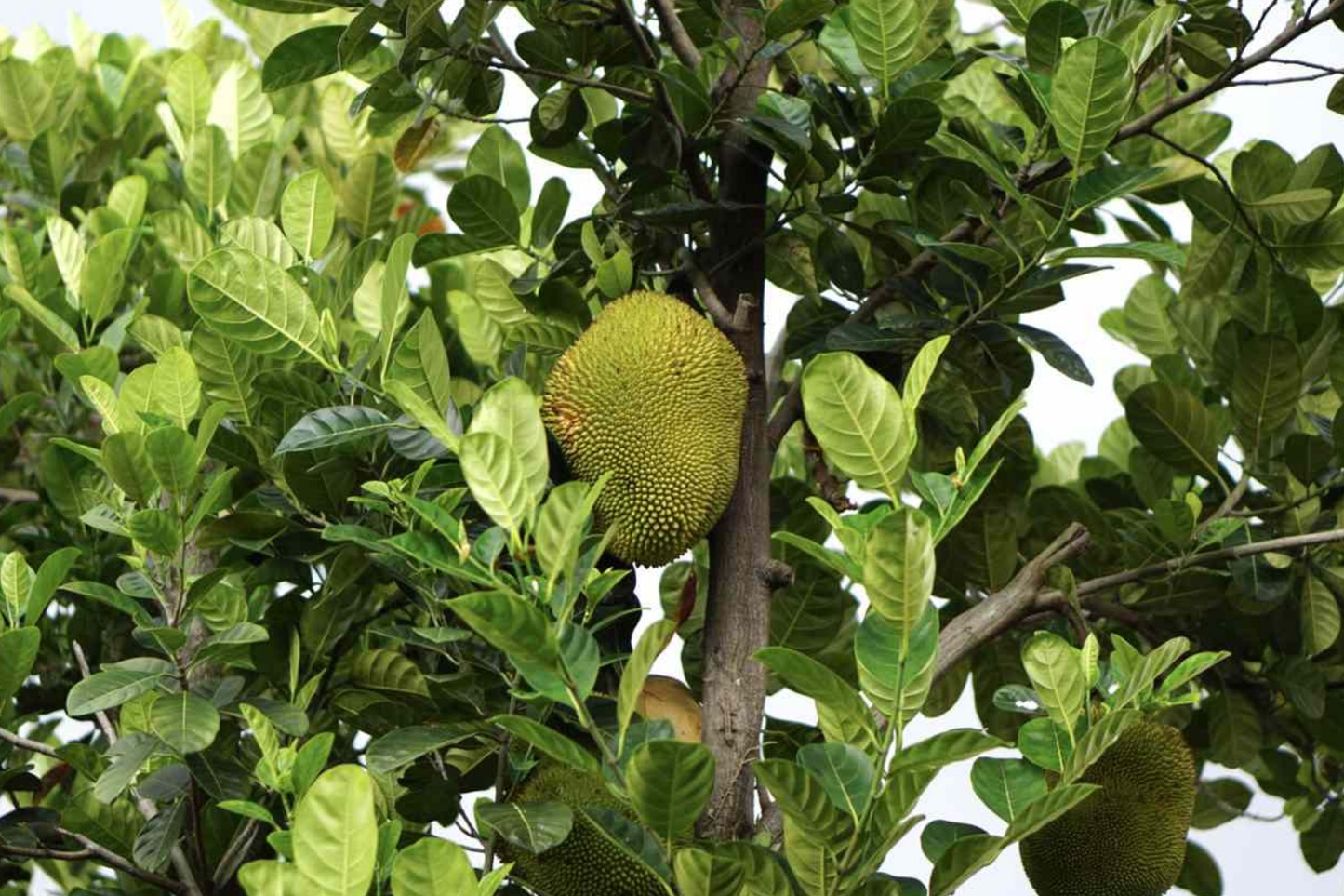 Live Jackfruit Tree Starter Plant – Artocarpus heterophyllus, Tropical Fruit Tree, Nutritious, Versatile, Vegan-Friendly, Zone 9