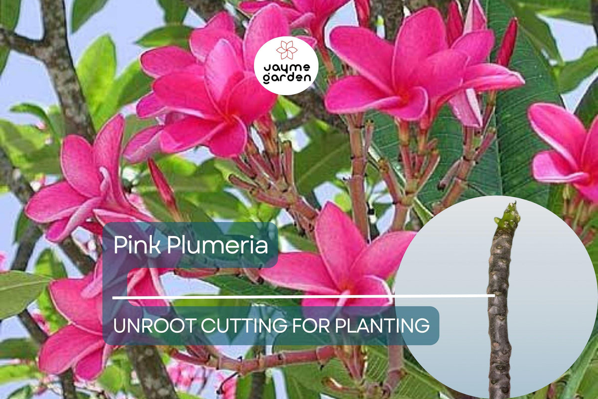 Pink Plumeria Unrooted Cutting - 10 Inches Fresh Starter Cutting, Fragrant Flowers, Plumeria rubra, Tropical Flowering Plant