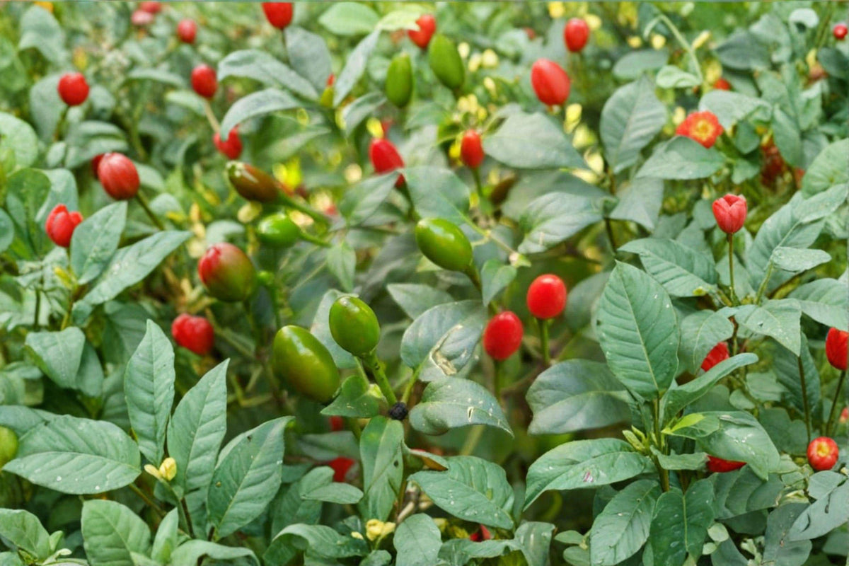 Chiltepin Hot Pepper Seeds - 30 Pack - Capsicum annuum var. glabriusculum - Very Hot Wild Chili Pepper for Authentic Southwestern Dishes