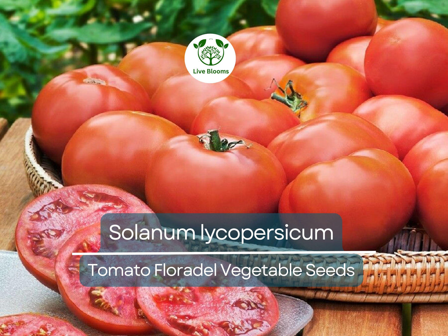 100 mg Floradel Tomato Seeds - Heirloom Solanum lycopersicum for Juicy, Crack-Resistant Slicing Tomatoes