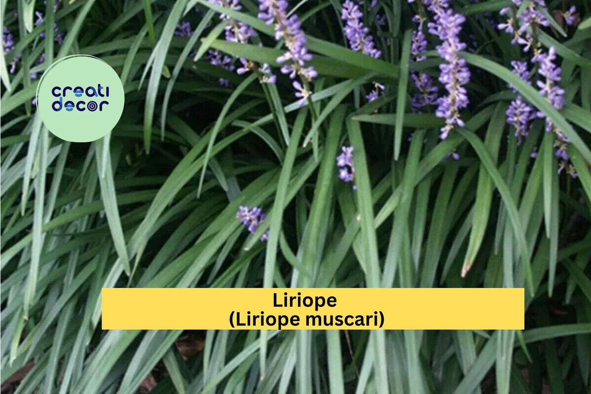 Liriope Starter Plugs 15 Count - Monkey Grass Groundcover - Liriope muscari - Evergreen Perennial for Borders & Landscaping