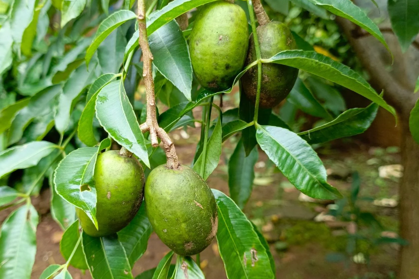 June Plum Tree Live Starter – Tropical Fruit Tree, Spondias dulcis, Sweet & Tangy Fruits, Patio-Friendly, Easy to Grow