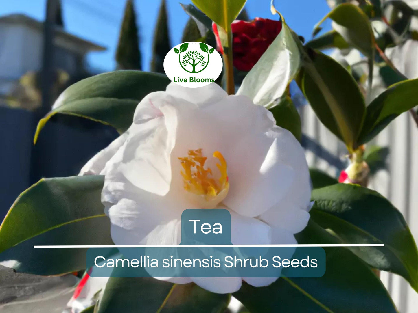 5 Organic Tea Shrub Seeds (Camellia sinensis) for Growing Black, Green & White Tea at Home